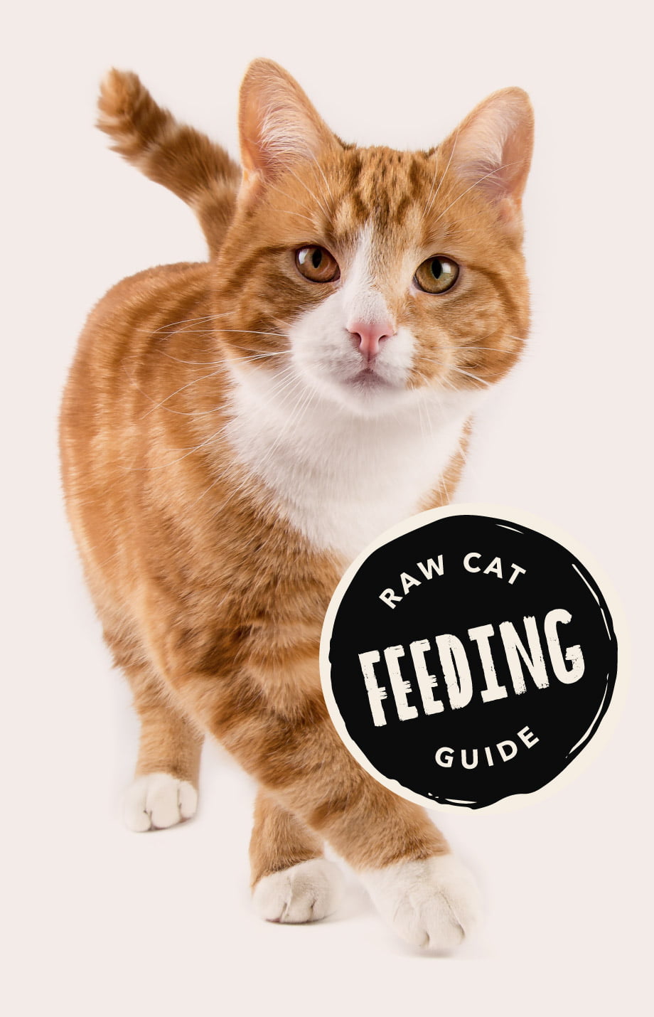 Cat feeding guide