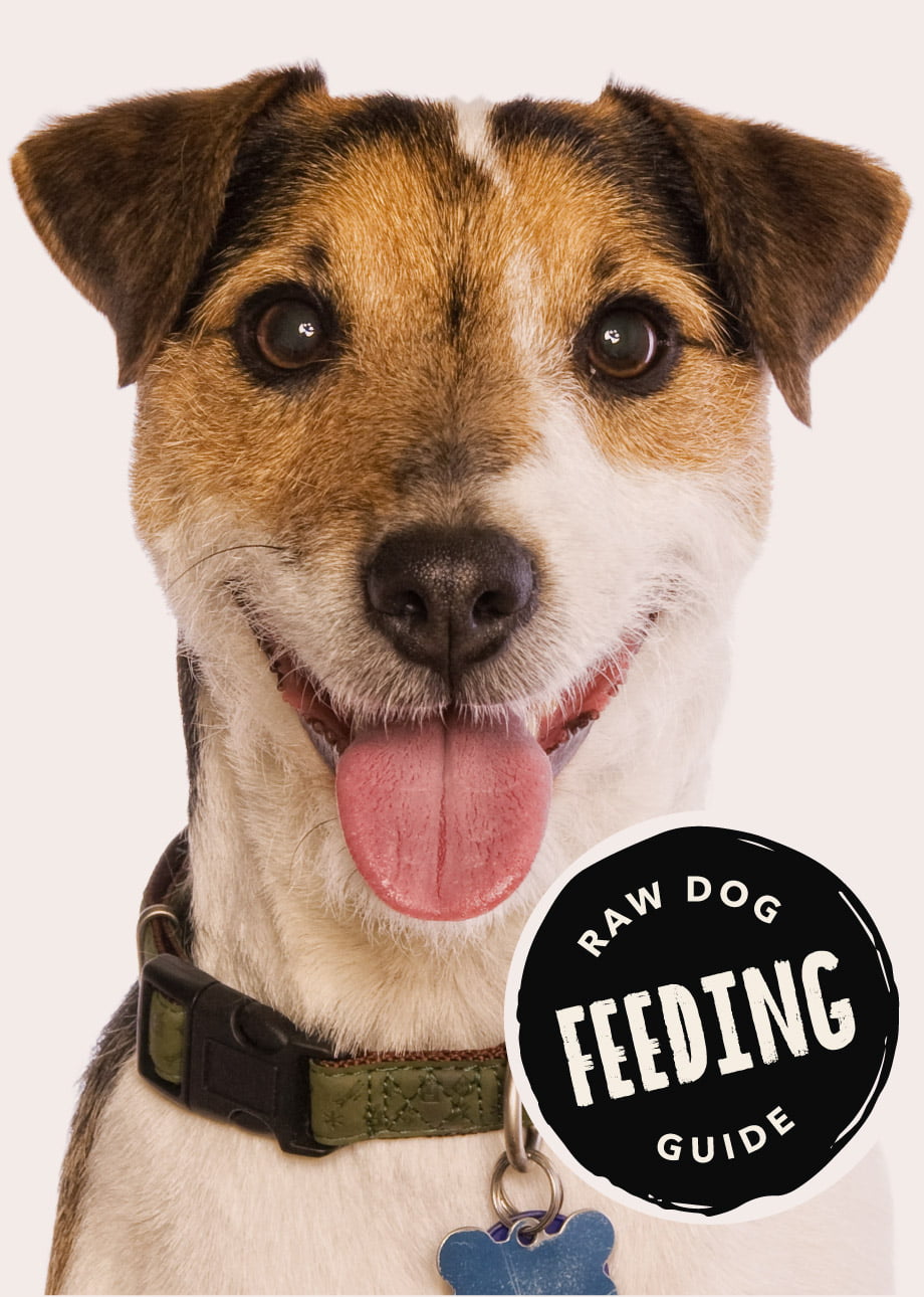 Dog feeding guide