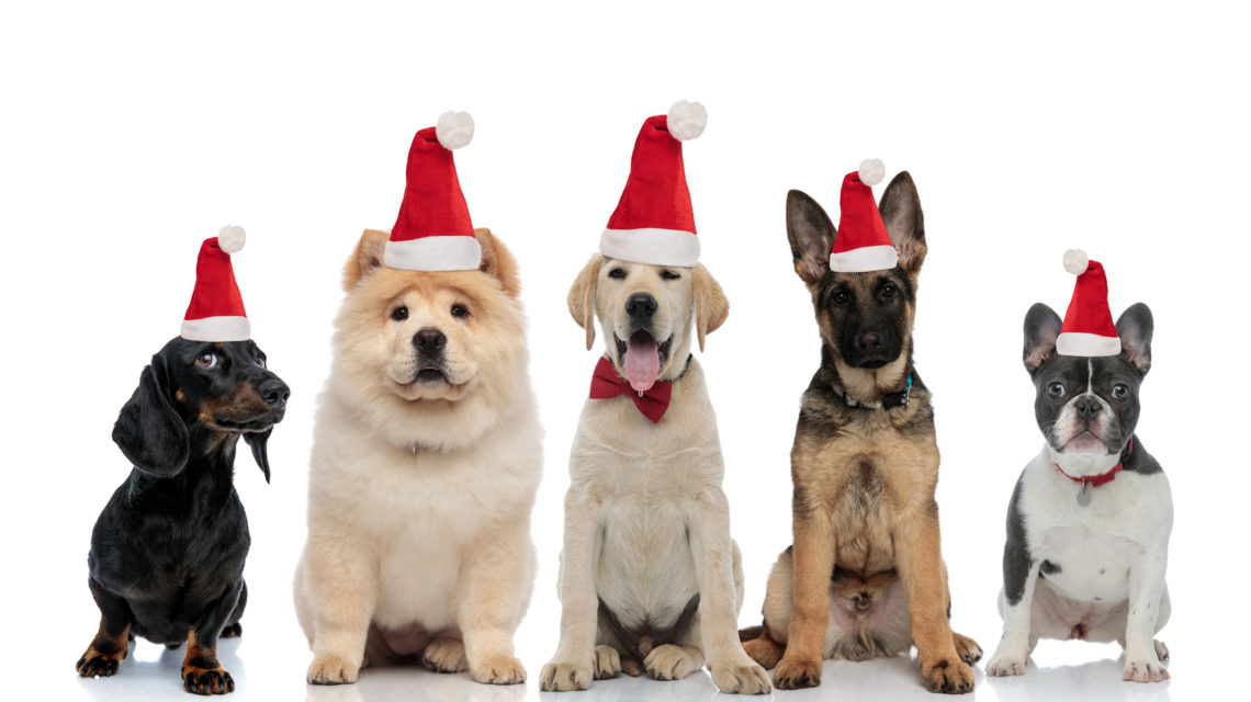 What can I feed my dog at Christmas?